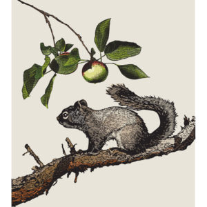 Timothy the Squirrel is an original story by Alan Scofield at www.thestoryhome.com
